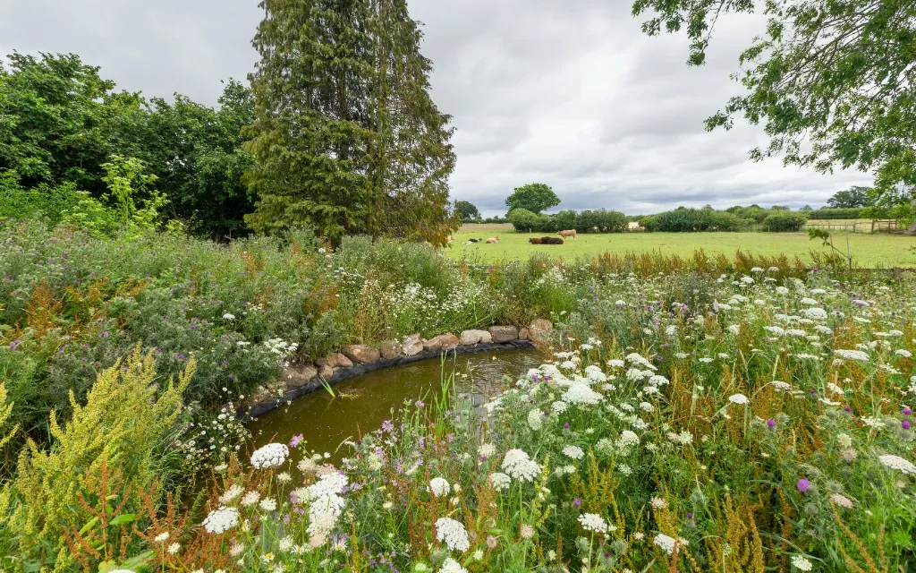 Wildlife pond edged with wildflowers looking toward grazing fields