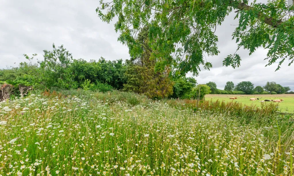 Wildflower meadow with cows resting in the pasture beyond