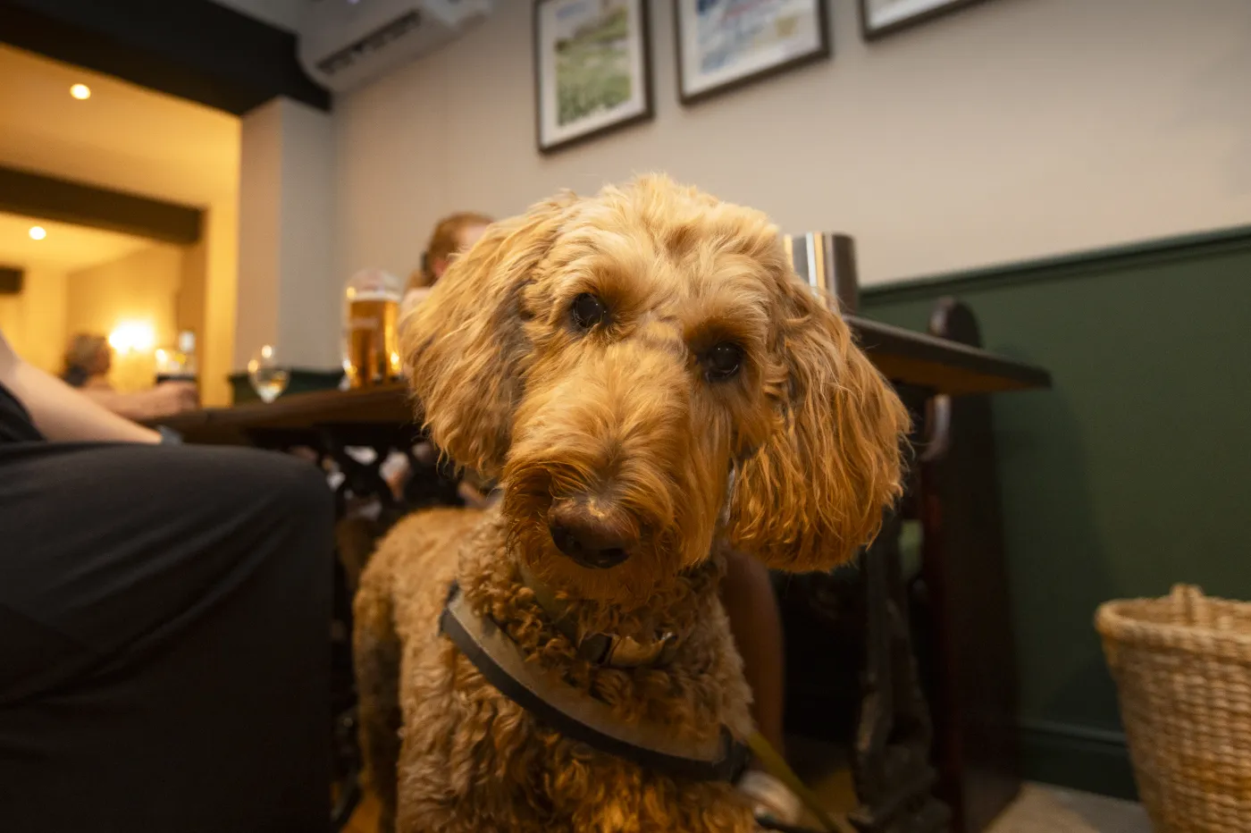 A friendly dog relaxing inside The Black Lion