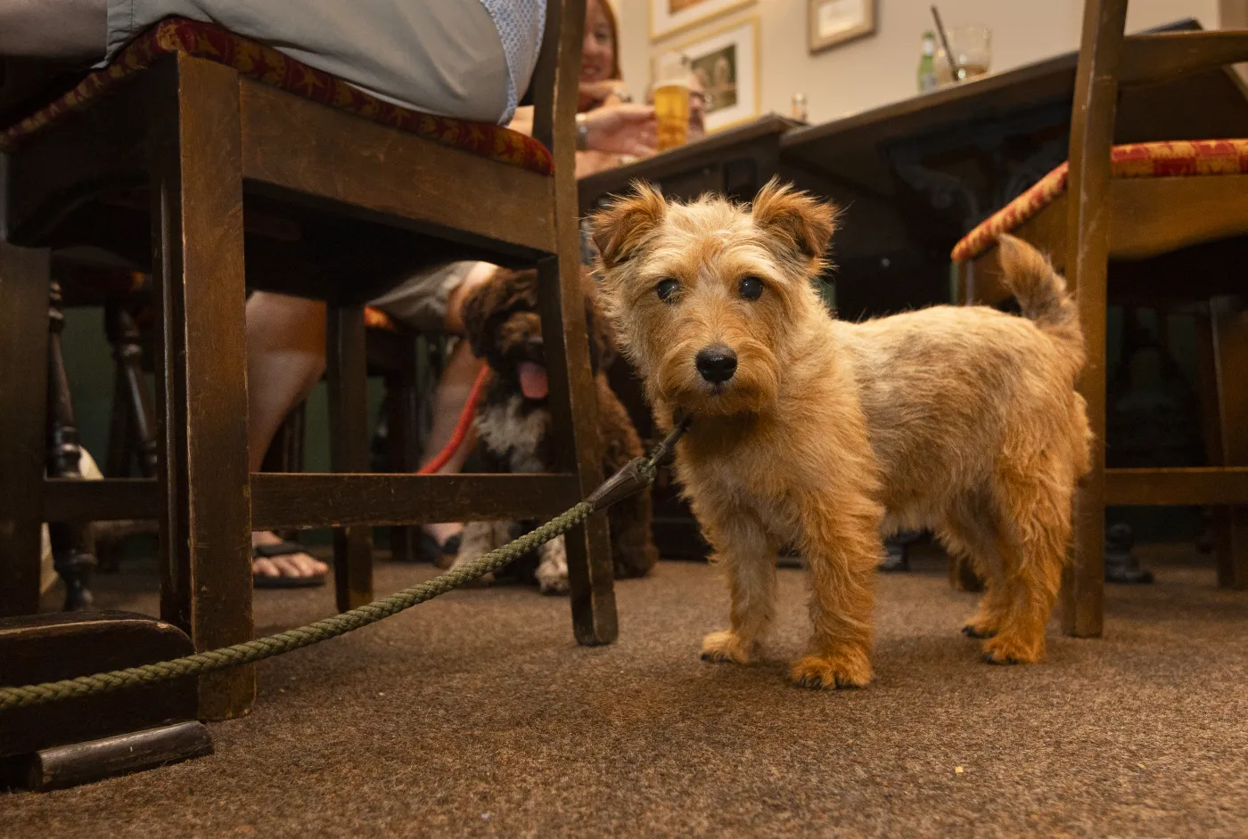 A small terrier standing between the chairs in the pub